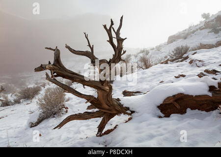 Ein toter Wacholder steht in einer nebligen Landschaft im Schnee entlang der Park Avenue Trail abgedeckt. Arches National Park, Utah Stockfoto