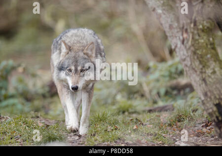 Wolf im Wald konzentrierte sich auf Beute Stockfoto