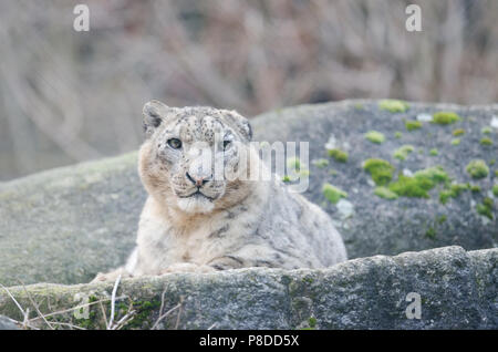 Snow Leopard ruht auf Felsen Stockfoto