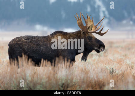 Ein Bull Moose im Sagebrush als der Winter beginnt. Der Grand Teton National Park, Wyoming Stockfoto