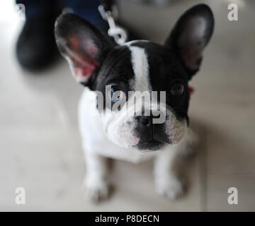 Französische Bulldogge an Dog Show, Moskau. Stockfoto