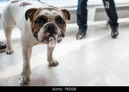 Englische Bulldogge an Dog Show, Moskau. Stockfoto