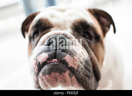 Englische Bulldogge an Dog Show, Moskau. Stockfoto