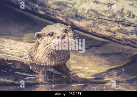 Schließen Sie herauf Bild eines asiatischen kleinen Krallen Otter (Aonyx cinereus) mit kopieren. Stockfoto