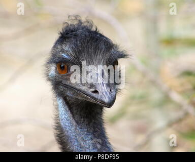 Schließen Sie herauf Bild eines Emu (Dromaius novaehollandiae) Kopf geschossen Stockfoto