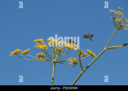 Honigbienen bestäuben Fenchelblüten. Stockfoto