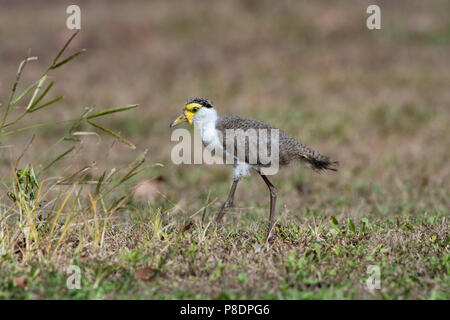 Juvenile maskierte Kiebitz (Vanellus Meilen), Cape York Halbinsel, Far North Queensland, FNQ, QLD, Australien Stockfoto