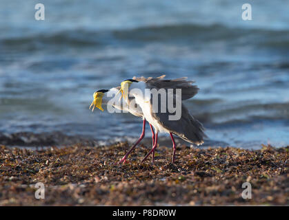 Ein paar Maskierte Kiebitze (Vanellus Meilen) mit der Aufforderung an die Beach, Cape York Halbinsel, Far North Queensland, FNQ, QLD, Australien Stockfoto