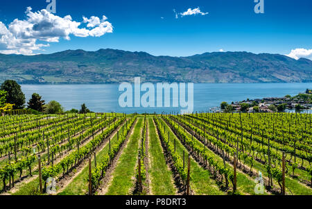 Reihen von Trauben führen hinunter in den Gewässern des Okanagan Lake in der Nähe von Kelowna, mit der felsigen Berge, blauer Himmel und weiße Wolken im Hintergrund. Stockfoto