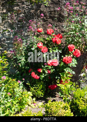 Coldstream, Scottish Border Town - Henderson Park, ein Memorial Garden. Blumen im Juni. Stockfoto