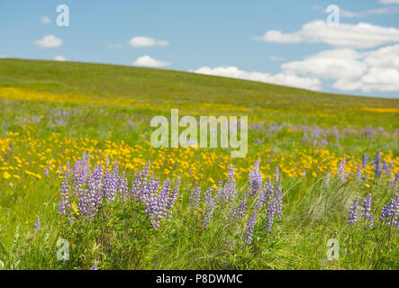 Bereich der violetten und gelben Lupinen Wildblumen im Nordosten Oregon Stockfoto