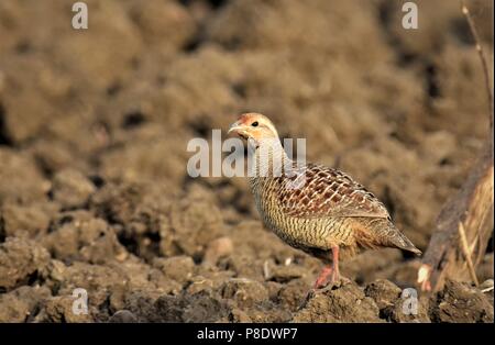 Grey Francolin Paar frei Roaming Stockfoto