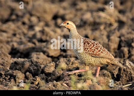 Grey Francolin Paar frei Roaming Stockfoto