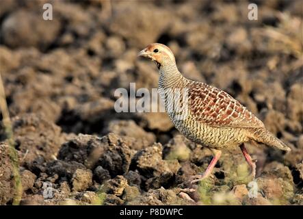 Grey Francolin Paar frei Roaming Stockfoto