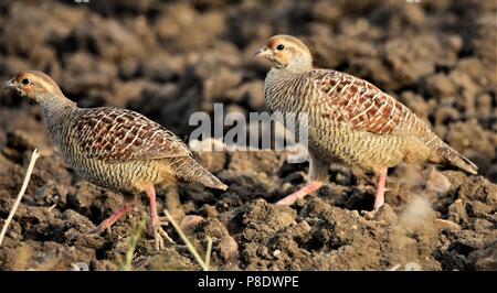 Grey Francolin Paar frei Roaming Stockfoto