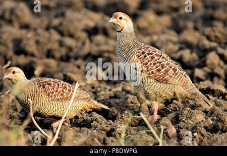 Grey Francolin Paar frei Roaming Stockfoto