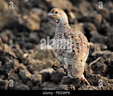 Grey Francolin Paar frei Roaming Stockfoto