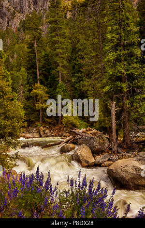 Fluss Szene in der Nähe der Eingang zum Yosemite Nationalpark Stockfoto