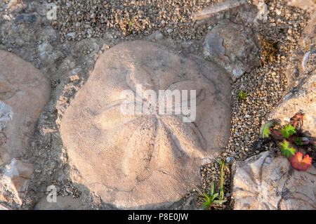 Fossile Muscheln am (Geopaleosito) archäologisches Zentrum von Paleo, Genoni, Sardinien, Italien Stockfoto