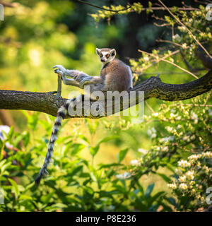 Portrait von Ring-tailed Lemur Stockfoto