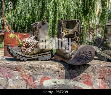 Berlin Prenzlauer Berg. Skurrile Pflanze Container. Alpine Sempervivum Pflanzen in verwitterten alten Stiefel im Garten von Ausland Music Center Stockfoto