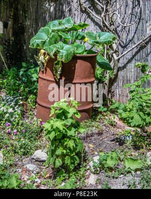 Berlin Prenzlauer Berg Ausland Gebäude Garten Detail. Kürbis Werk in rostigen Barrel im kommunalen Bereich des ehemaligen niedriges Gebäude. Stockfoto