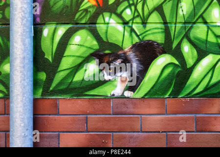 Berlin, Prenzlauerberg, Lychnener Straße. Farbenfrohe Gebäude mit Blumen bemalte Fassade bemalt mit Katze, Ablassen - Rohr- und Wand Stockfoto