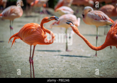 Zwei karibische Flamingos im Kampf Stockfoto