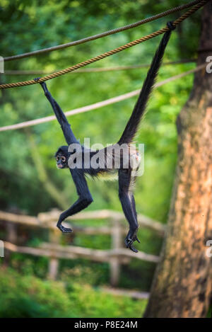 Geoffroy's Spider Monkey hangin auf einem Seil Stockfoto