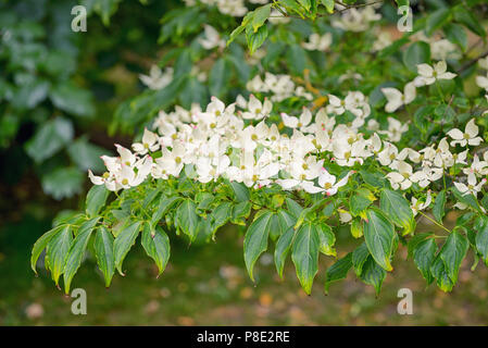 Koreanische Hartriegelbaum in botanischen Garten Dublin, Irland Stockfoto