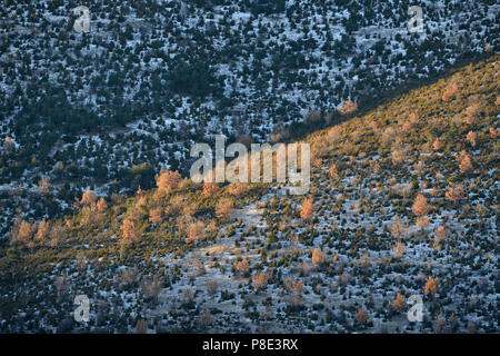 Bäume, die in den lichten Morgen an einem Berghang, Berglandschaft in der Nähe von La Pobla de Segur, Andorra, Spanien Stockfoto