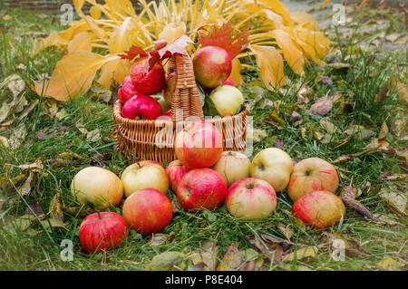 Reife äpfel in einem Korb auf dem Gras. Ernte. Festival. Sammeln Sie Äpfel für die Herstellung von Apfelwein Stockfoto