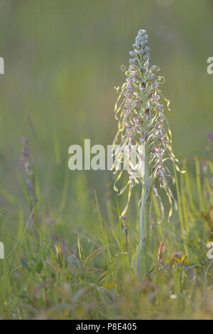 Lizard orchid (Himantoglossum hircinum) auf einer Wiese in der Nähe von Jena, Thüringen, Deutschland Stockfoto