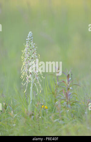 Lizard orchid (Himantoglossum hircinum) auf einer Wiese in der Nähe von Jena, Thüringen, Deutschland Stockfoto