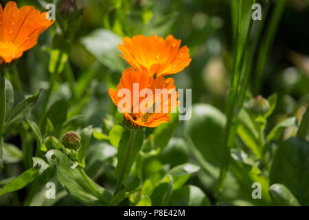 Caelifera auf Orange Calendula officinalis Stockfoto