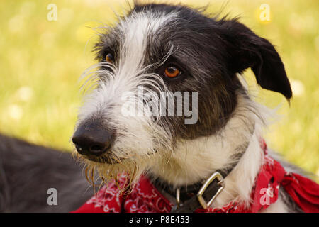 Schwarz und Weiß groß Lurcher Hund trägt ein rotes Halstuch Stockfoto