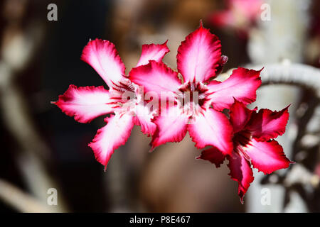 Impala Lily (adeniums Multiflorum), Blüte, Namibia Stockfoto