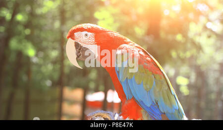 Bis zu schließen. Papagei Ara sitzen auf einem Ast Stockfoto