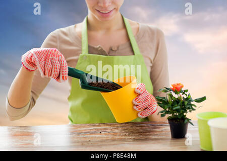 Nahaufnahme der weibliche Gärtner pflanzen Rose Blume Stockfoto