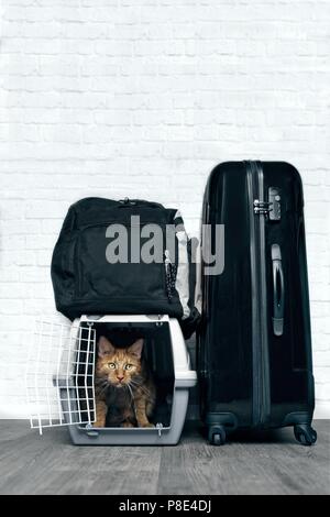Ginger cat in einem Container für den Transport in der Mitte des Gepäcks Stockfoto