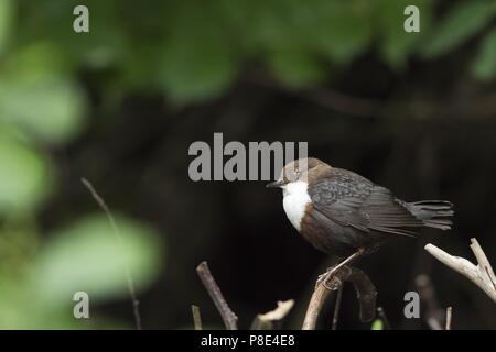 Wasseramsel (Cinclus cinclus) auf Zweig, Hessen, Deutschland Stockfoto