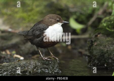 Weiße-throated Wasseramseln (Cinclus Cinclus) stehend auf Stein, Hessen, Deutschland Stockfoto