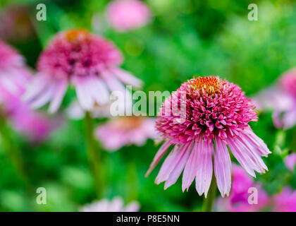 Hybrid Zwerg kegel Blüte im Sommer Garten. Stockfoto
