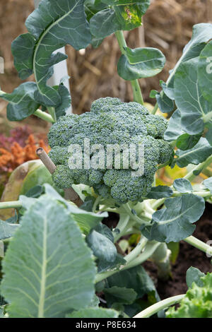 Brassica oleracea. Brokkoli wächst in einem Gemüsegarten. Großbritannien Stockfoto