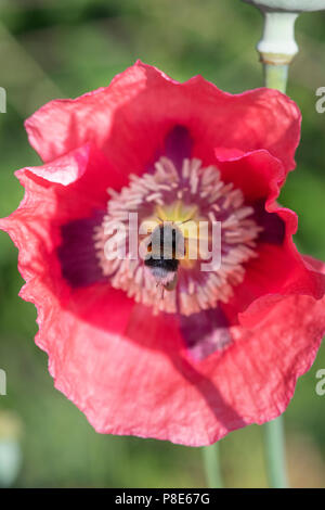 Bombus lucorum. Bumblebee schwebend über ein Papaver somniferum Schlafmohn in einem englischen Country Garden Stockfoto