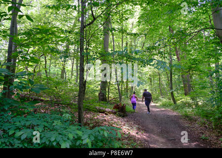 Wissahickon Valley Park Wanderweg im Nordwesten in der Nähe von Chestnut Hill Philadelphia, Pennsylvania, USA Stockfoto