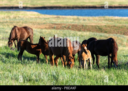 Wilde Pferde grasen im Sommer Wiese Stockfoto