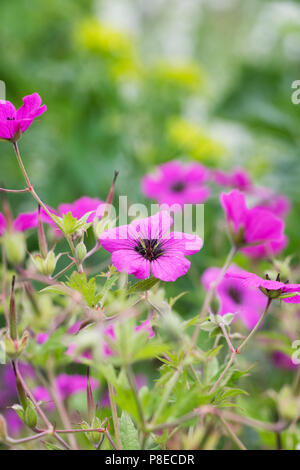 Geranium psilostemon Blumen. Stockfoto