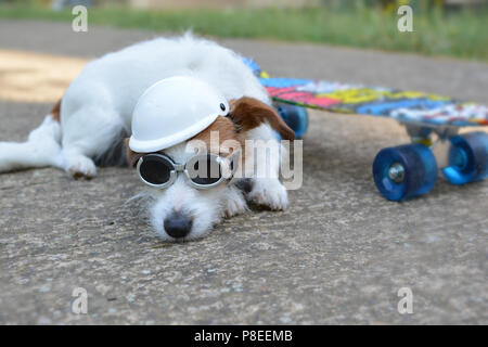 Nahaufnahme EINES JACK RUSSELL HUND LIEGEND AUF ASPHALT MIT BLAUEN SKATEBOARD HINTERGRUND das Tragen von Helm und Sonnenbrille Stockfoto