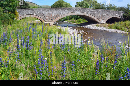Vipers Bugloss am Ufer der Hochschule Brennen Stockfoto